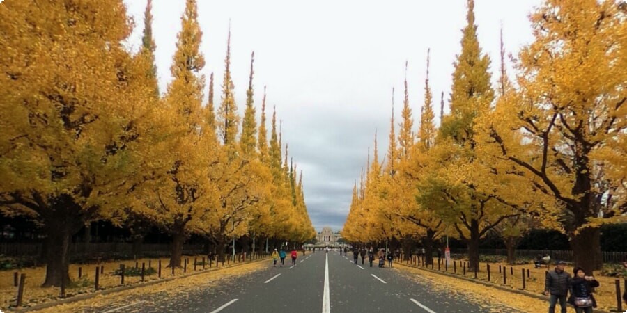 Een wandeling door de gouden luifel van Tokio: het verkennen van Meiji Jingu Gaien Ginkgo Avenue